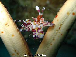 Finally found a Harlequin Shrimp after 6 years of diving ... by Scott Rettig 